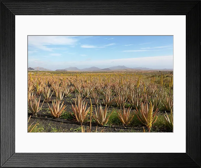 Framed Print : Aloe vera cultivation on Fuerteventura, Canary Islands, Spain, Europe Framed Print : Aloe vera cultivation on Fuerteventura, Canary Islands, Spain, Europe