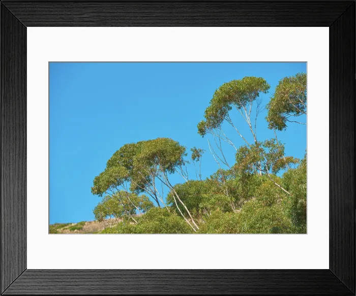 Framed Print : Natural environment with trees and plants