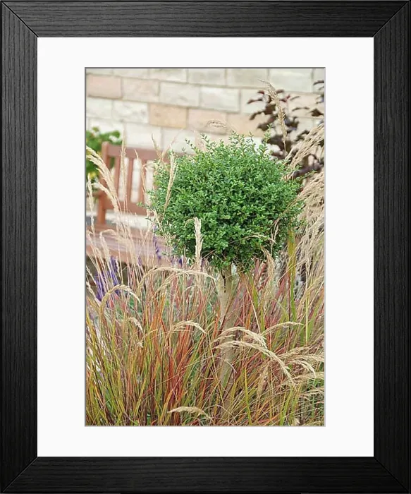 Framed Print : Silver ear grass (Stipa calamagrostis), evergreen privet (Ligustrum delavayanum), Park der Gaerten, Bad Zwischenahn, 81 Framed Print : Silver ear grass (Stipa calamagrostis), evergreen privet (Ligustrum delavayanum), Park der Gaerten, Bad Zwischenahn, 81