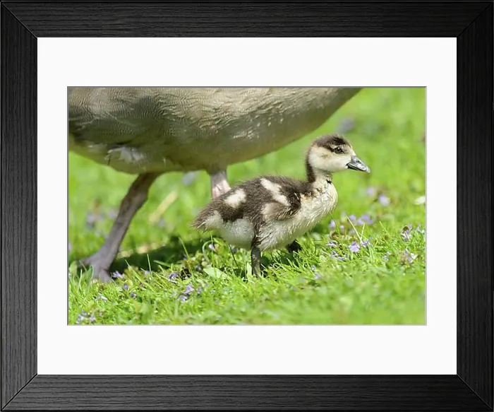Framed Print : Egyptian geese, goslings Framed Print : Egyptian geese, goslings