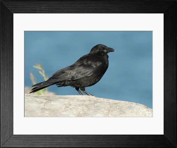 Framed Print : Northwestern Crow Corvus caurinus, British Columbia, Canada Framed Print : Northwestern Crow Corvus caurinus, British Columbia, Canada
