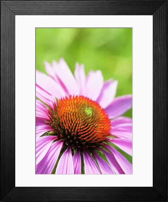 Framed Print : Echinacea, Purple coneflower, Echinacea purpurea De Donkeute Steel, Close cropped view of a single flower