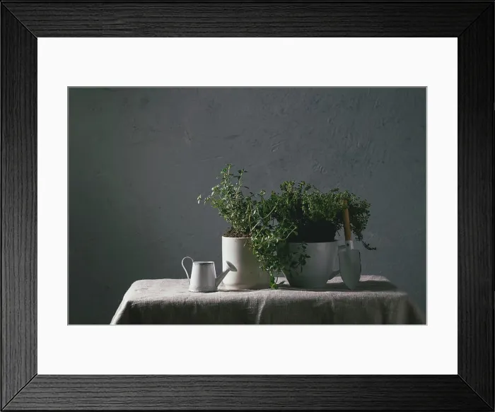 Framed Print : Grünzeug aus dem Küchengarten Kitchen table potted gardening greens variety of thymes in white mug over grey linen Framed Print : Grünzeug aus dem Küchengarten Kitchen table potted gardening greens variety of thymes in white mug over grey linen