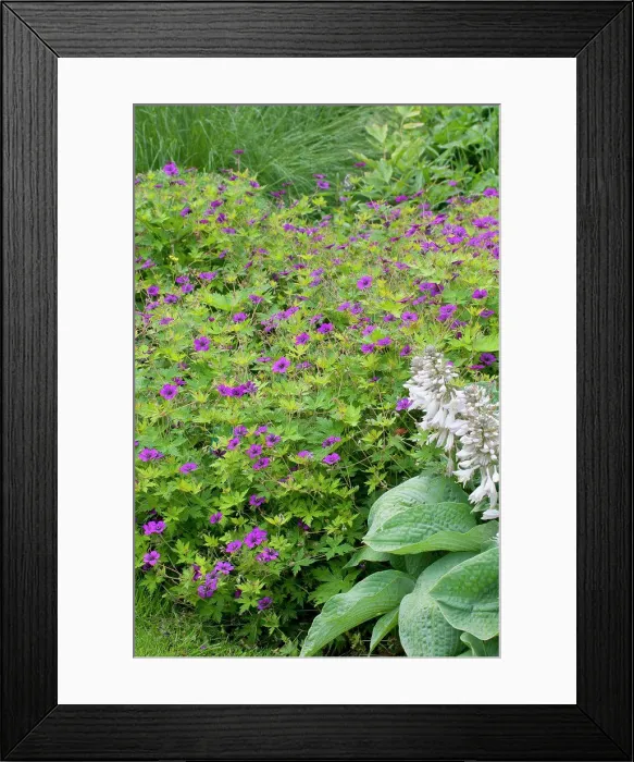 Framed Print : Hosta (Hosta sp) Big Mama and Geranium (Geranium sp) in bloom in a garden Framed Print : Hosta (Hosta sp) Big Mama and Geranium (Geranium sp) in bloom in a garden