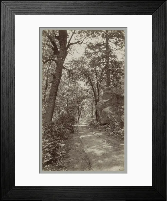 Framed Print : Get rid of cart tracks in a forest in the United States Framed Print : Get rid of cart tracks in a forest in the United States