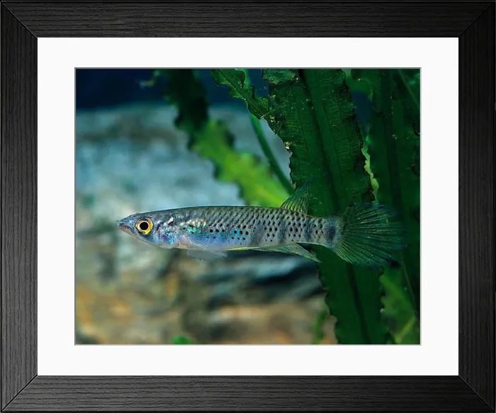 Framed Print : Six-banded pike (Epiplatys sexfasciatus sexfasciatus), lateral Framed Print : Six-banded pike (Epiplatys sexfasciatus sexfasciatus), lateral