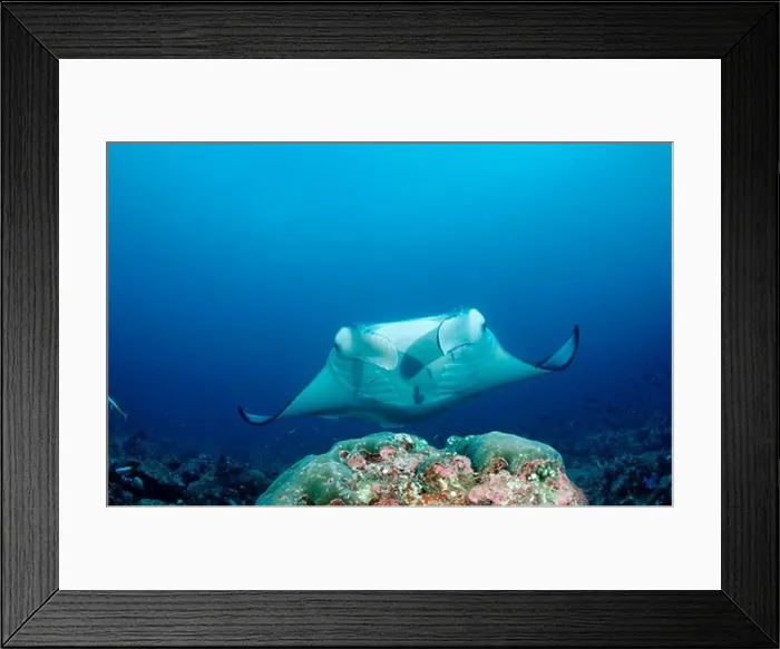 Framed Print : Manta at cleaning station, Manta Birostris, Maldives, Indian Ocean, Meemu Atoll Framed Print : Manta at cleaning station, Manta Birostris, Maldives, Indian Ocean, Meemu Atoll