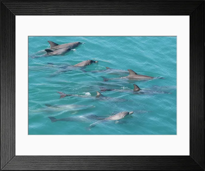 Framed Print : Western Australia, Kimberley Coast, Yampi Sound, Buccaneer Archipelago. Pod of Indo-Pacific bottlenose dolphins Framed Print : Western Australia, Kimberley Coast, Yampi Sound, Buccaneer Archipelago. Pod of Indo-Pacific bottlenose dolphins