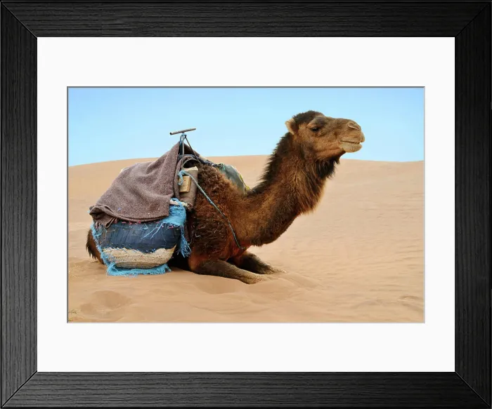 Framed Print : Reasting camel Brown camel ready for a ride in a Sahara desert sands Copyright: xZoonar.com / NatalliaxYaumenenkax 6082258 Framed Print : Reasting camel Brown camel ready for a ride in a Sahara desert sands Copyright: xZoonar.com / NatalliaxYaumenenkax 6082258