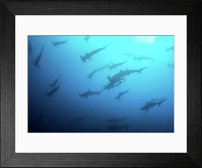 Framed Print : Large school of scalloped hammerhead sharks silhouetted against the blue water, Cocos Island
