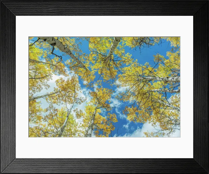 Framed Print : Usa, Colorado, Gunnison National Forest, Looking up to the Sky in an Aspen Grove with Autumn Color Framed Print : Usa, Colorado, Gunnison National Forest, Looking up to the Sky in an Aspen Grove with Autumn Color