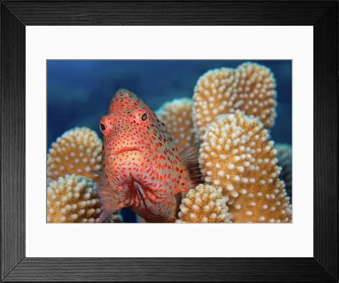 Framed Print : Typical of this family the Blackside hawkfish (Paracirrhites forsteri)