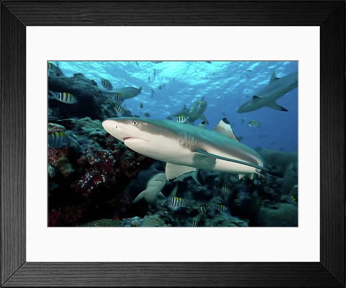 Framed Print : Blacktip reef shark (Carcharhinus melanopterus) hunting prey swimming through coral reef Framed Print : Blacktip reef shark (Carcharhinus melanopterus) hunting prey swimming through coral reef