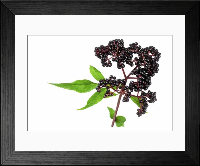 Framed Print : Sambucus ebulus, elderberry with erect and toxic fruits, the rest of the plant contains medicinal uses