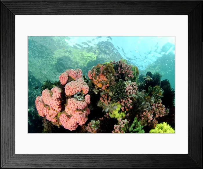 Framed Print : View of coral reef habitat, Horseshoe Bay, Nusa Kode, Rinca Island, Komodo N.P. Lesser Sunda Islands, Indonesia, March Framed Print : View of coral reef habitat, Horseshoe Bay, Nusa Kode, Rinca Island, Komodo N.P. Lesser Sunda Islands, Indonesia, March