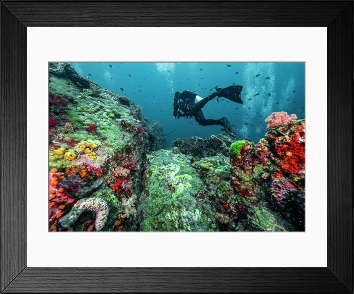 Framed Print : Diver exploring the tropical waters at the Andaman Sea in Thailand Framed Print : Diver exploring the tropical waters at the Andaman Sea in Thailand