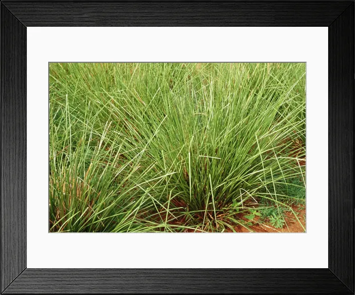 Framed Print : Khas Vetiveria Zizanioides Vetiver Framed Print : Khas Vetiveria Zizanioides Vetiver
