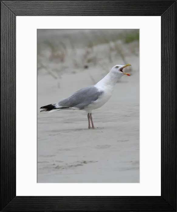 Framed Print : Silbermöwe common European gull Copyright: xZoonar.com / HendrikxFuchsx 2784308
