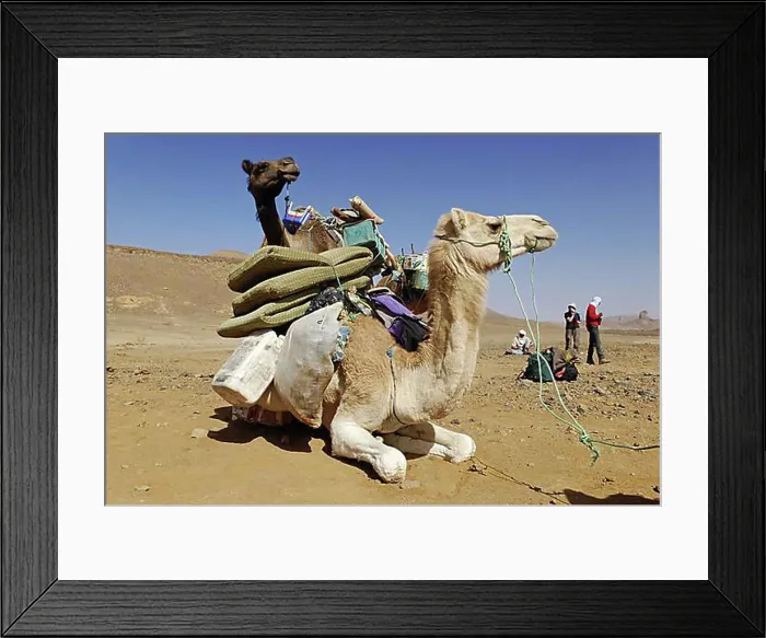 Framed Print : Camel, Mehari, Hoggar, Ahaggar, Wilaya Tamanrasset, Algeria, Sahara Desert, North Africa, Africa