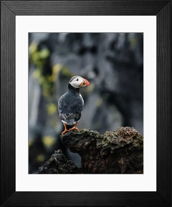 Framed Print : atlantic puffin or common puffin on the coast, Vestmannaeyjar, Heimaey, Westman islands, Iceland Framed Print : atlantic puffin or common puffin on the coast, Vestmannaeyjar, Heimaey, Westman islands, Iceland