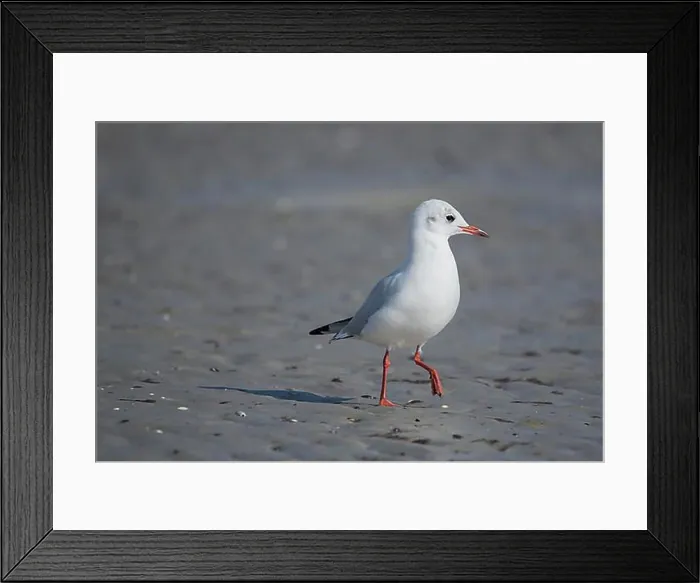 Framed Print : Black-headed gull (Larus ridibundus) Framed Print : Black-headed gull (Larus ridibundus)