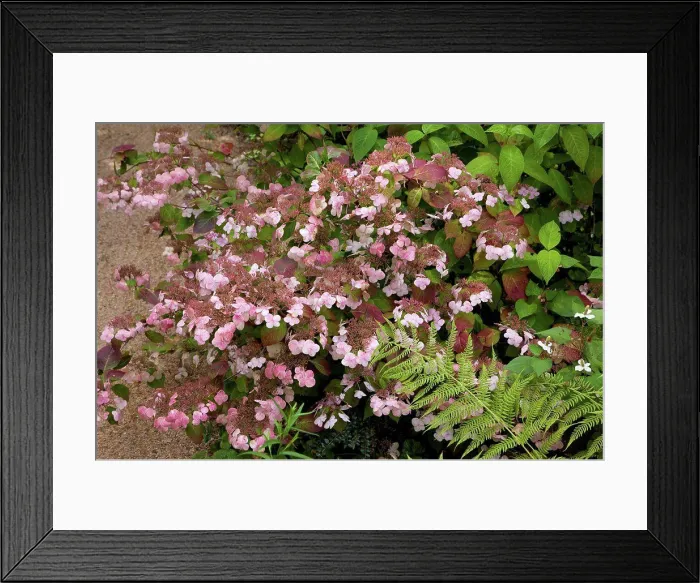 Framed Print : Hydrangea Shojo in bloom in a garden Framed Print : Hydrangea Shojo in bloom in a garden