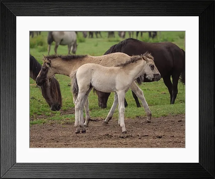 Framed Print : Dülmen, Westphalia, Germany, Europe