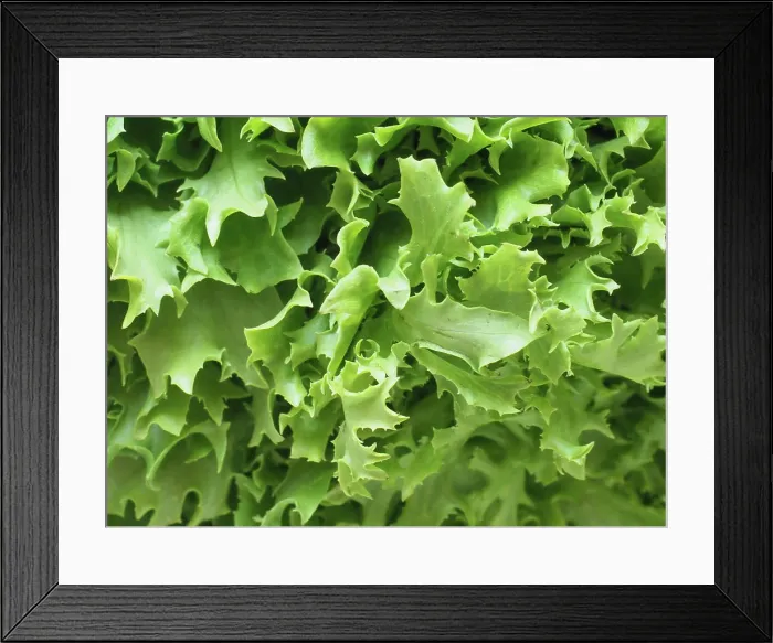 Framed Print : curly endive aka frisee salad leaves background curly endive aka frisee green salad leaves useful as a background Framed Print : curly endive aka frisee salad leaves background curly endive aka frisee green salad leaves useful as a background