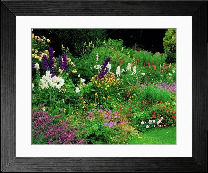 Framed Print : Coolcarrigan, Co Kildare, Ireland, Mixed Herbaceous border during Summer
