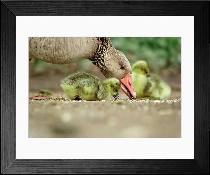 Framed Print : Geese, Spring, Germany, Europe Framed Print : Geese, Spring, Germany, Europe