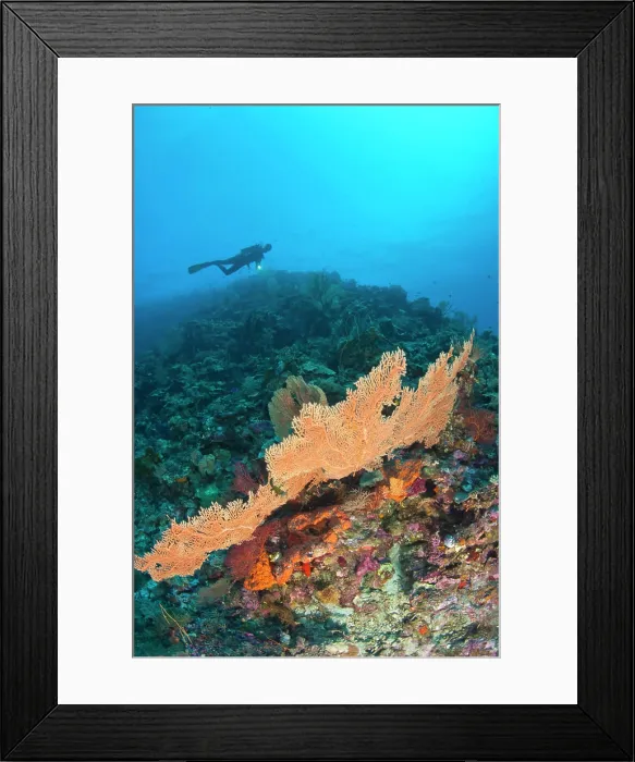 Framed Print : Scuba divers at Tukang Besi Marine Preserve Framed Print : Scuba divers at Tukang Besi Marine Preserve