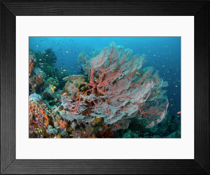 Framed Print : Indian Ocean, Indonesia, Papua, Raja Ampat. Reef panorama with large seafan and schooling fish Framed Print : Indian Ocean, Indonesia, Papua, Raja Ampat. Reef panorama with large seafan and schooling fish