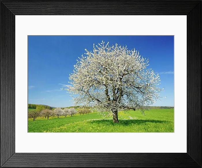 Framed Print : Cherry tree in spring, Prunus avium, Basel-Land, Switzerland, Europe Framed Print : Cherry tree in spring, Prunus avium, Basel-Land, Switzerland, Europe