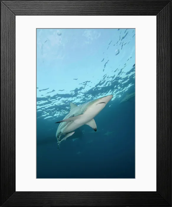 Framed Print : Oceanic Black-tip shark (Carcharhinus limbatus) and Remora, shark dive, Umkomaas, KwaZulu-Natal, South Africa Framed Print : Oceanic Black-tip shark (Carcharhinus limbatus) and Remora, shark dive, Umkomaas, KwaZulu-Natal, South Africa