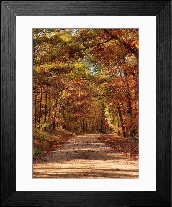 Framed Print : country road through autumn trees country rural road through the forest in autumn or fall Copyright: xZoonar