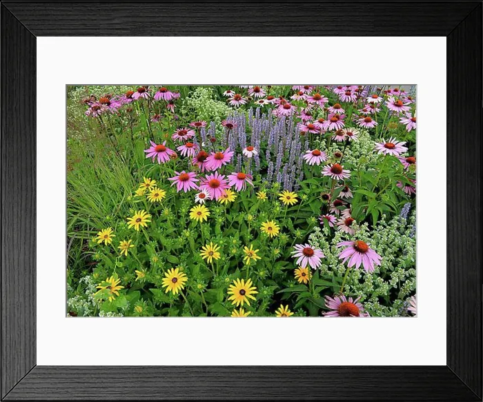 Framed Print : Perennial flowers in the garden, purple cone flower (Echinacea purpurea) Framed Print : Perennial flowers in the garden, purple cone flower (Echinacea purpurea)