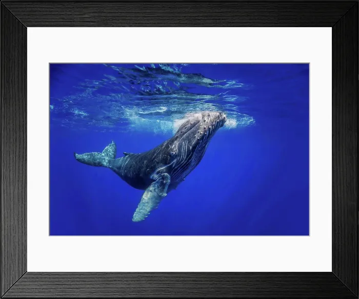 Framed Print : Curious young Humpback whale (Megaptera novaeangliae) underwater; Hawaii, United States of America
