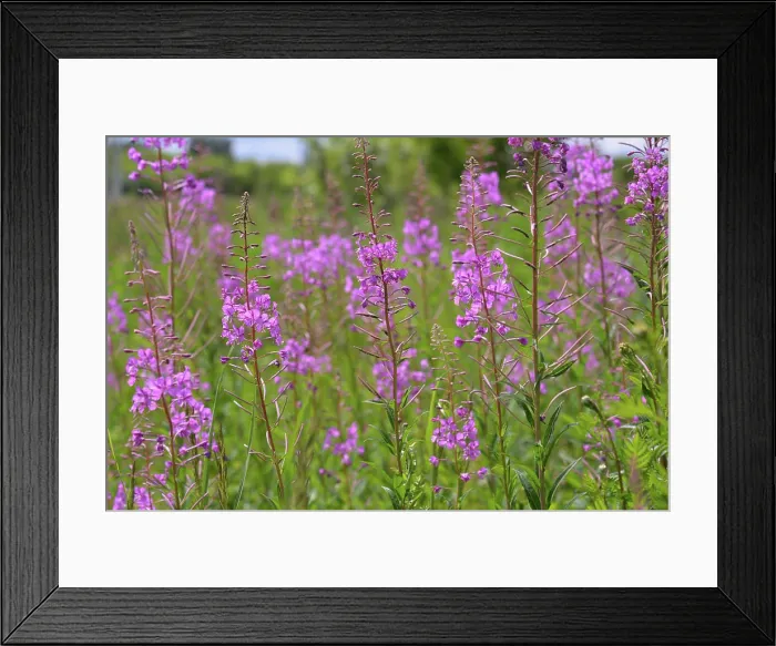 Framed Print : Chamaenerion angustifolium - Fireweed blooms profusely in the field Chamaenerion angustifolium - Fireweed blooms Framed Print : Chamaenerion angustifolium - Fireweed blooms profusely in the field Chamaenerion angustifolium - Fireweed blooms