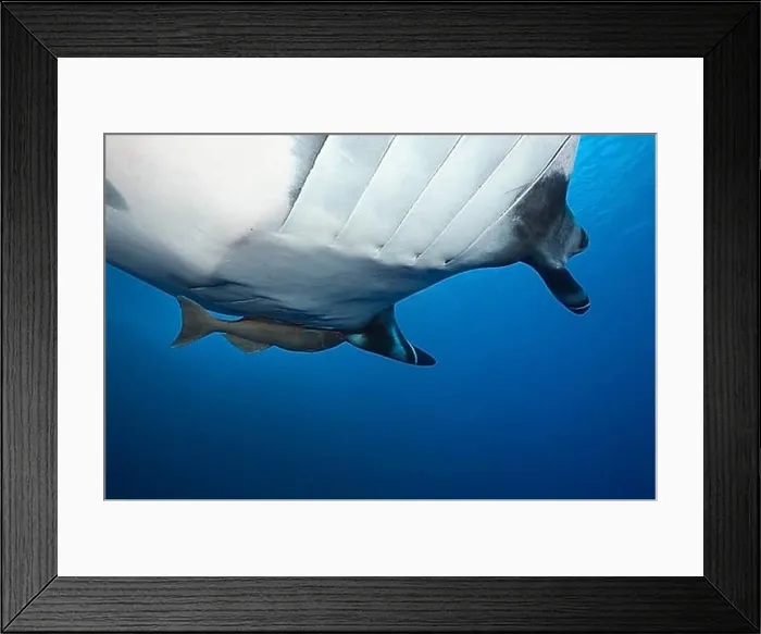 Framed Print : Manta, Manta birostris, Socorro, Revillagigedo Islands, Mexico, Central America