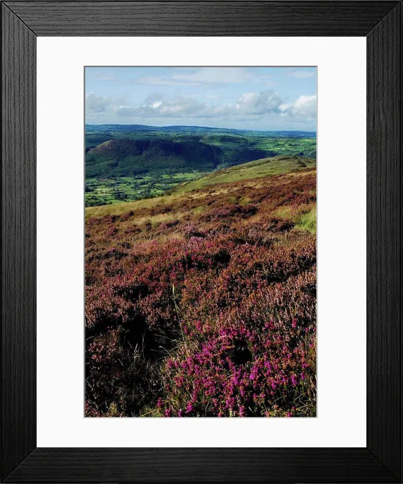 Framed Print : High Angle View Of Flowers On A Mountain, Slieve Gullion, County Armagh, Northern Ireland Framed Print : High Angle View Of Flowers On A Mountain, Slieve Gullion, County Armagh, Northern Ireland