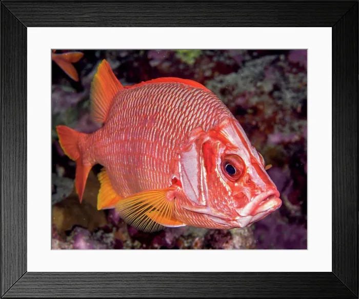 Framed Print : Underwater view of a Saber Squirrelfish (Sargocentrum spiniferum) at Molokini Crater; Maui Framed Print : Underwater view of a Saber Squirrelfish (Sargocentrum spiniferum) at Molokini Crater; Maui