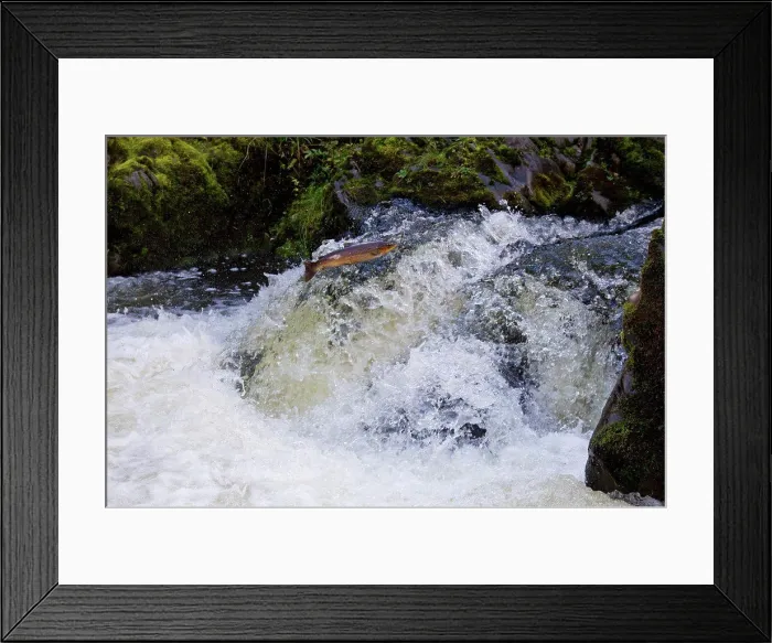 Framed Print : Sea Trout (Salmo trutta trutta) adult