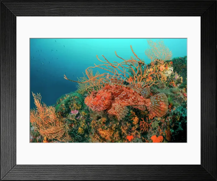 Framed Print : Bigscale Scorpionfish (Scorpaena scrofa), Lion de mer dive site, Saint-Raphaël, Var, France Framed Print : Bigscale Scorpionfish (Scorpaena scrofa), Lion de mer dive site, Saint-Raphaël, Var, France