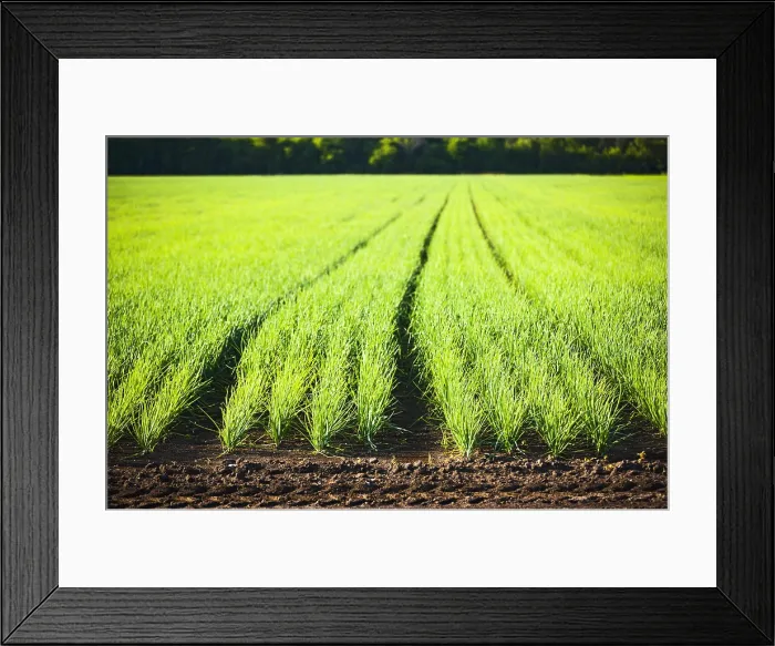 Framed Print : Onion Field; Bradford, Ontario, Canada