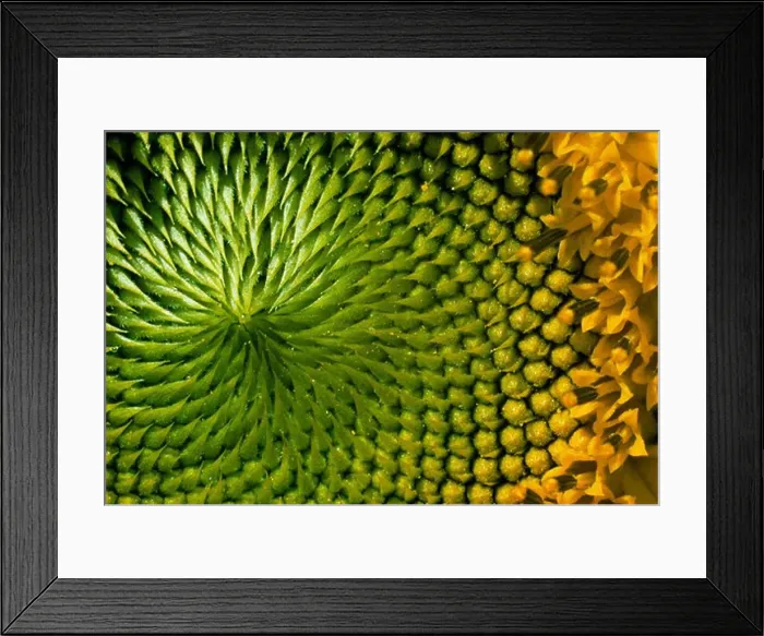 Framed Print : Helianthus annuus, Sunflower Framed Print : Helianthus annuus, Sunflower