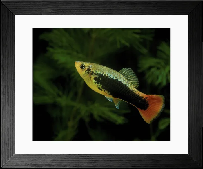 Framed Print : Variable Platyfish Tuxedo Framed Print : Variable Platyfish Tuxedo
