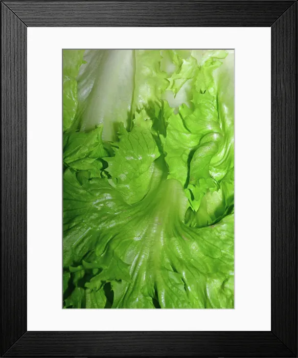 Framed Print : Fresher Endivia salad in close-up 1093512582