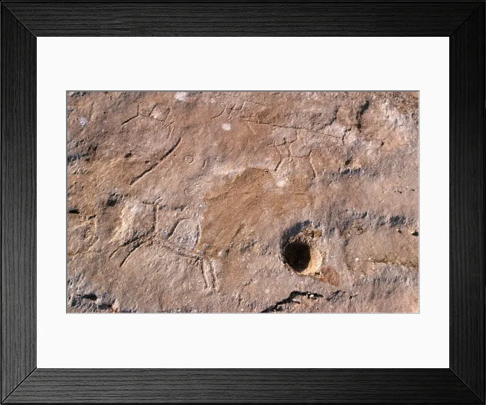Framed Print : Qatar, Fuhairat, Ancient rock engravings of animals Framed Print : Qatar, Fuhairat, Ancient rock engravings of animals