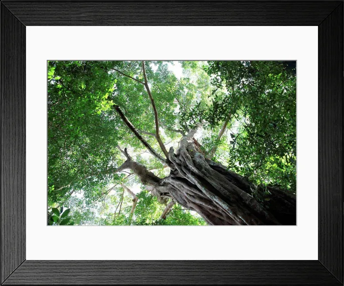 Framed Print : Giant ficus in primary Kouangxi forest in Laos Framed Print : Giant ficus in primary Kouangxi forest in Laos
