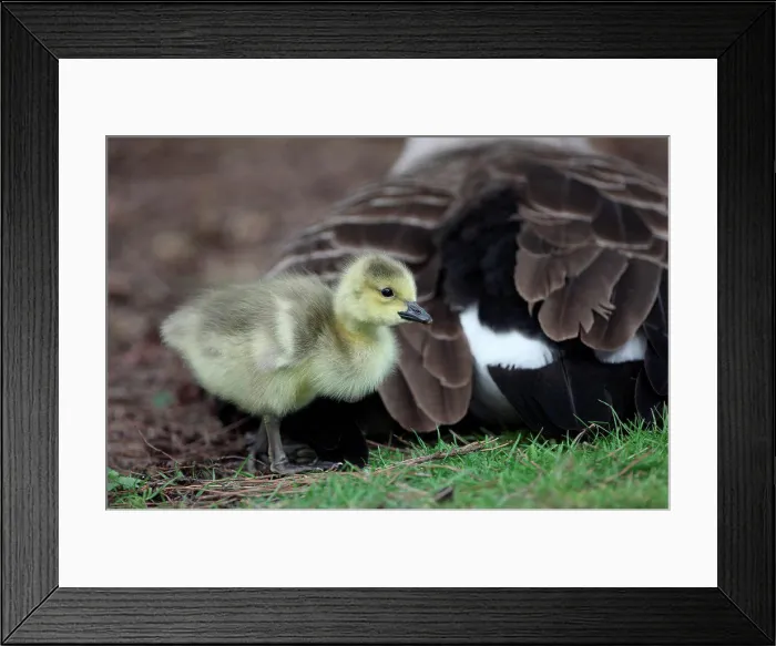 Framed Print : Canada Goose (Branta canadensis) introduced species, gosling, standing beside parent, London, England, may Framed Print : Canada Goose (Branta canadensis) introduced species, gosling, standing beside parent, London, England, may